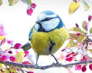 spring bird 2295434 1920 c